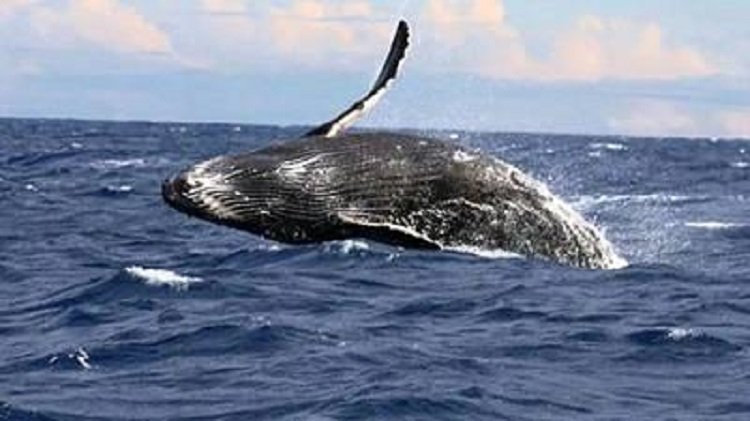 Why the number of whales found on the Konkan coast has increased